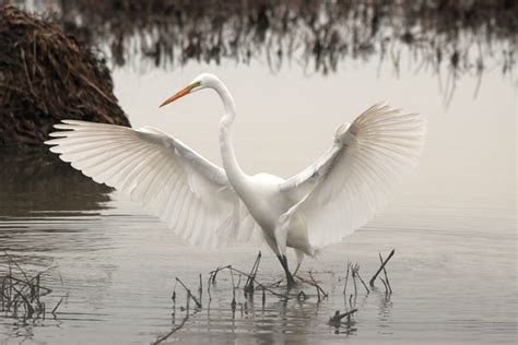 Free Image On Pixabay White Long Neck Bird Water Animals