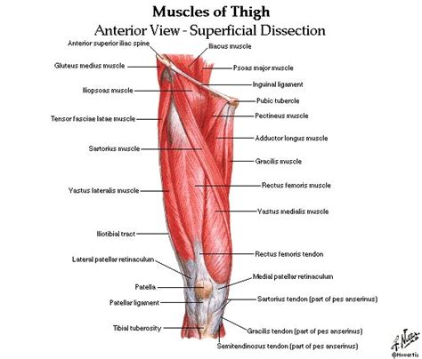 In the diagrams below, i'll be showing muscle. Compendium/anatomie