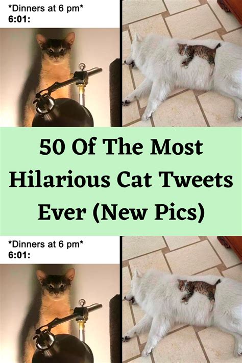 50 Of The Most Hilarious Cat Tweets Ever New Pics In 2023 Funny