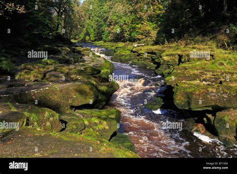 River Wharfe At The Strid Near Bolton Abbey Yorkshire Dales National