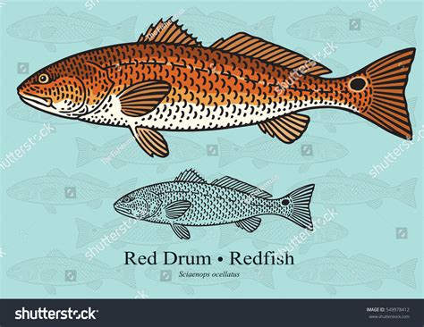 Red Drum Redfish Vector Illustration Artwork Stock Vector 549978412
