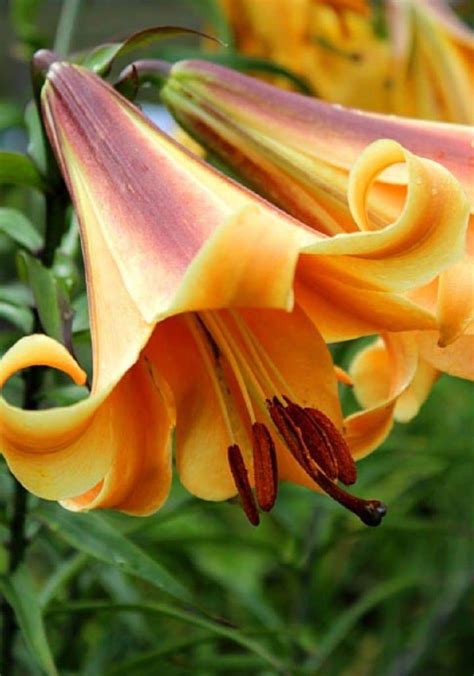 Trumpet Lily African Queen 3 Bulbs Highly Fragrantdefault Title In