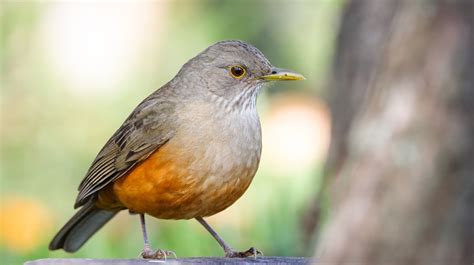 Zorzal Colorado De Leyenda A Ave Nacional De Brasil