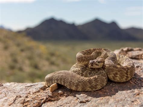 Rattlesnake Season Is Here What Californians Should Know Los Angeles