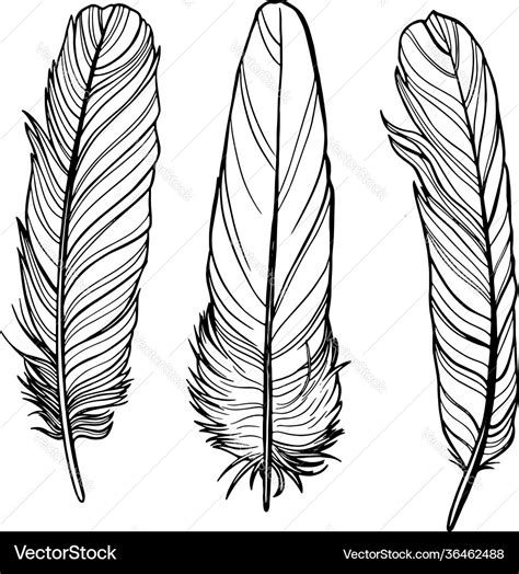 Outline Feathers Royalty Free Vector Image Vectorstock