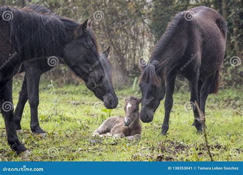 Three Horses Welcoming A Newborn Foal Stock Image Image Of Careless