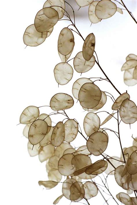 See a recent post on tumblr from @plantstudyspace about silver dollar vine. Silver Dollar Plant (Lunaria Annua) Growing Guide | Epic ...