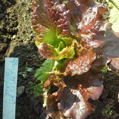 Batavian lettuces for August – Sustainable Market Farming