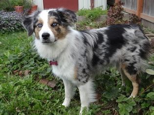 All of our puppies are very socialized. View Ad: Border-Aussie Puppy for Sale near Washington ...
