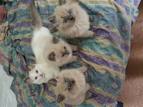 To learn more about each adoptable cat, click on the i icon for some fast facts, or click on their name or photo. Ragdoll Cats For Sale | Indianapolis, IN #166355 | Petzlover