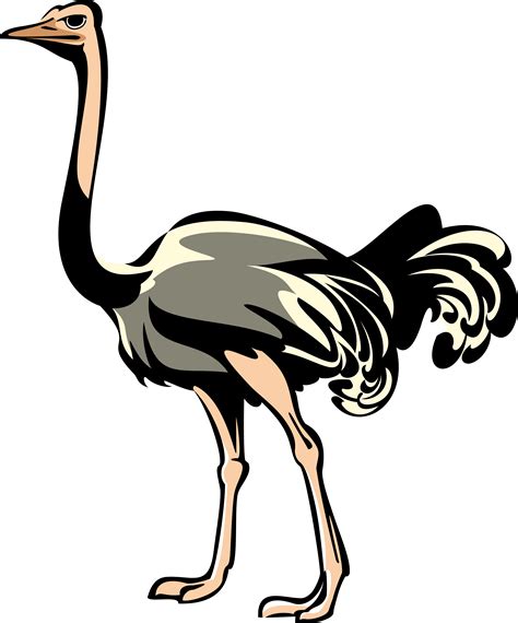 Ostrich Png Download Gambar Gratis Crazy Png Png Images Free Download