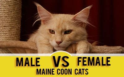 The maine coon is known for being a relaxed, good tempered, friendly, fun loving pet that makes a great companion for kids and. Maine Coon Characteristics And Personality » Maine Coon Guide