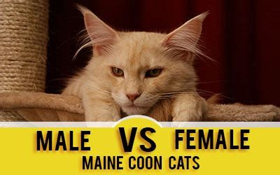 Some are amusing, some are fantastic flights of fantasy and some are merely plausible. Maine Coon Characteristics And Personality » Maine Coon Guide