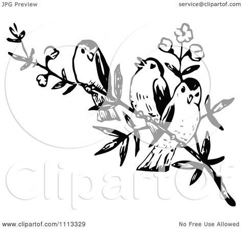 Clipart Three Vintage Black And White Birds On A Branch Royalty Free