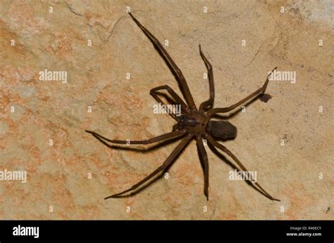 Brown Violin Spider Hi Res Stock Photography And Images Alamy