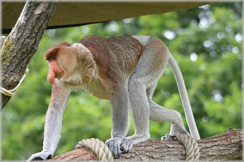 The Proboscis Monkey 1 Free Stock Photo Public Domain Pictures