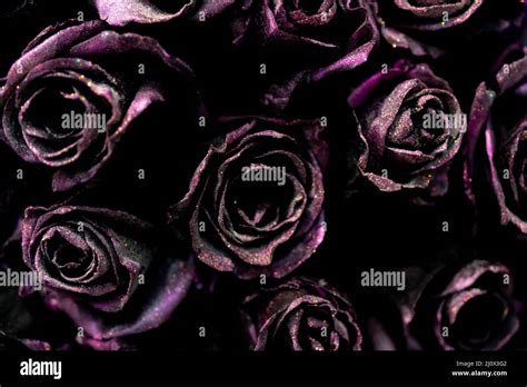 Beautiful Dark Pink Roses Natural Flower Background Texture Of