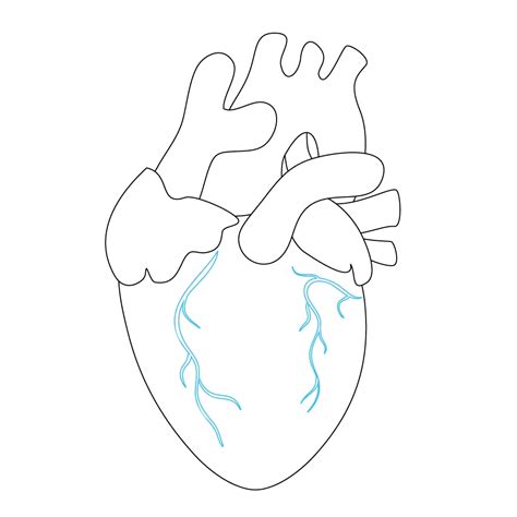 How To Draw A Human Heart Step By Step