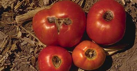 Prevent Blossom End Rot In Tomatoes At Planting