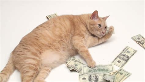 Fat Cat With Money Hd Stock Footage Video 431062 Shutterstock