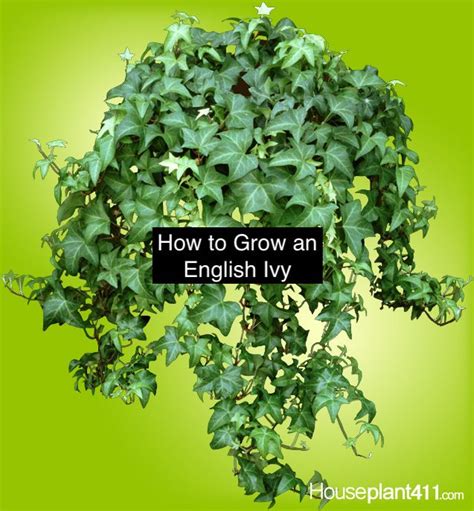 Tips On How To Grow And Care For An English Ivy Plant At