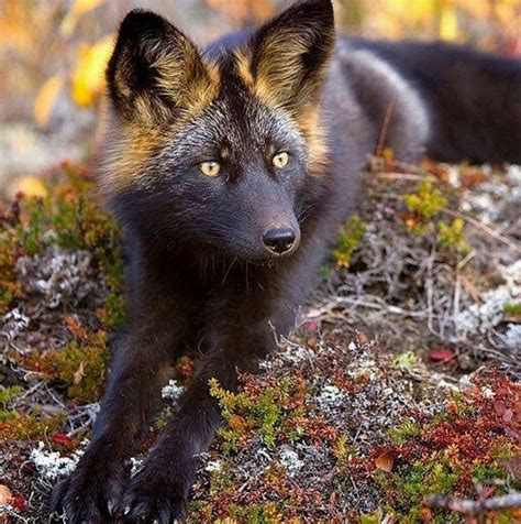Black Fox Rare Animals Animals Animals Beautiful