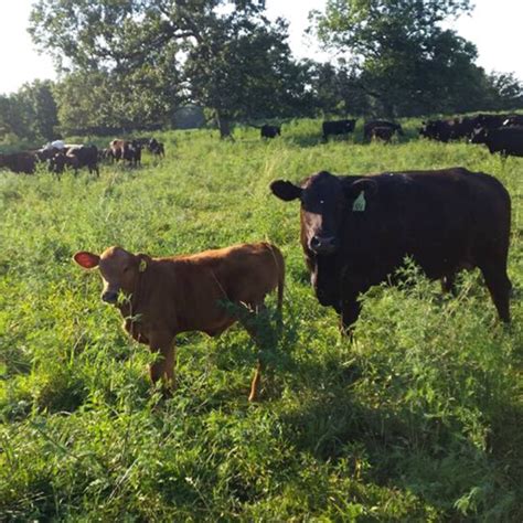 The Difference Between A Bull Steer Cow And Heifer Video Clover