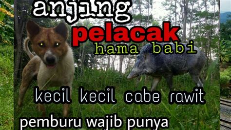 Anjing pelacak hama babi PEMBURU WAJIB PUNYA - YouTube