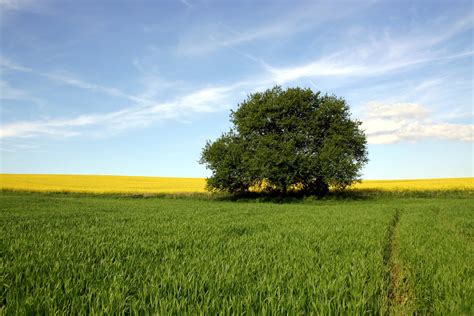 Free Picture Nature Tree Agriculture Countryside Field Landscape