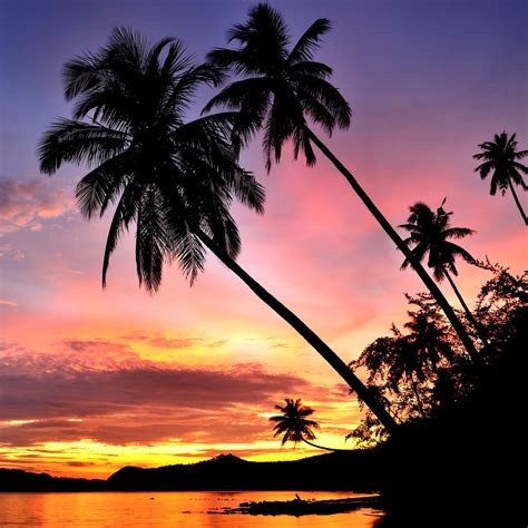 Palm Trees Silhouette At Sunset Tropical Beach Vacations Hawaii