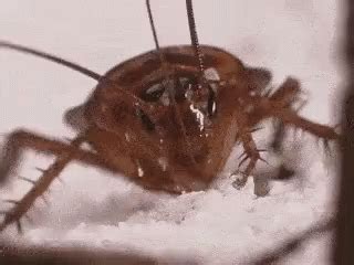 Proteins that are safe for cats. Cockroach Bug GIF - Cockroach Bug Eat - Discover & Share GIFs