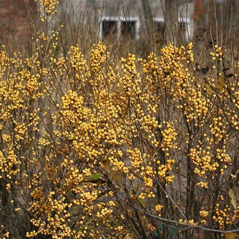 Berry Heavy Gold Winterberry Holly Shrubs Great Garden Plants