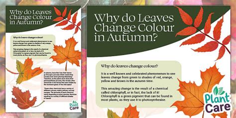 Why Do Leaves Change Colour In Autumn Teacher Made