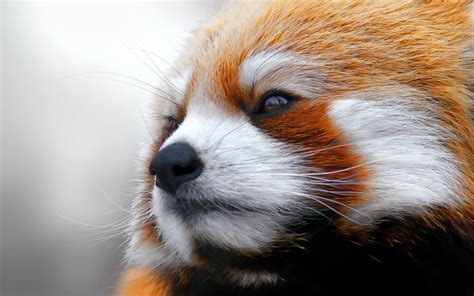 Close Up Animals Red Pandas Wallpapers Hd Desktop And Mobile