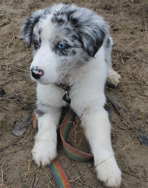 57 Blue Merle Koolie X Border Collie Photo Codepromos