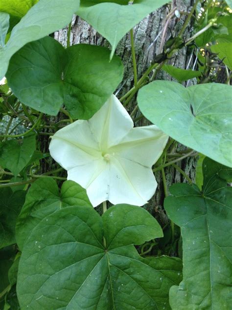 A favorite of pollinators, vining plant Are Moon Flowers Poisonous | Shapeyourminds.com