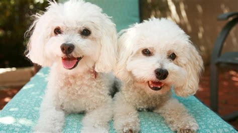 It's free to post an ad. Bichon Frise Puppies For Sale at PetsYouLike - YouTube