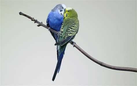 Animals Birds Kissing Budgies Wallpapers Hd Desktop And Mobile