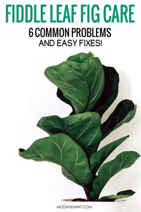 Fiddle leaf fig care information. Pin on Fiddle Leaf Fig Tree and Plant Care
