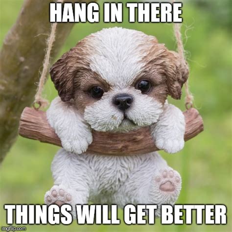 Hang In There Dog