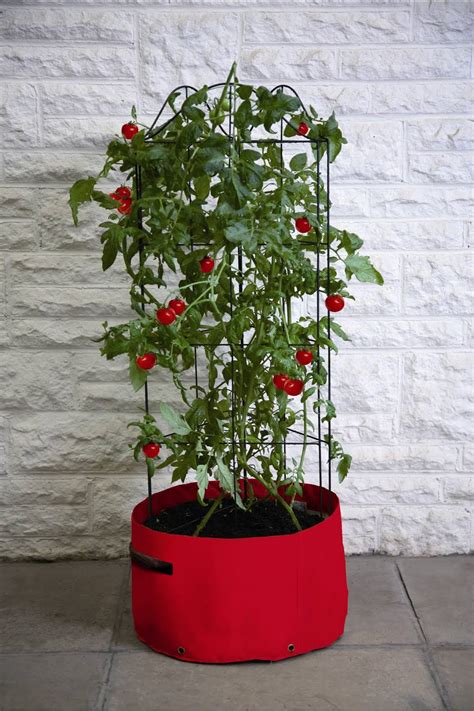 Growing Tomatoes In Patio Planters Tips Haxnicks