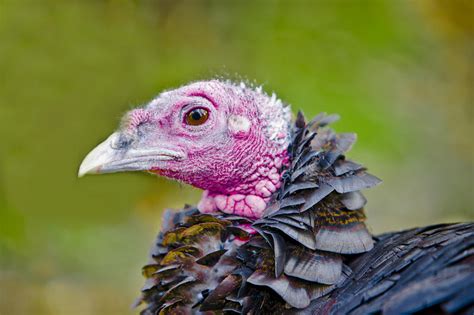 Turkey Bird Close Up Stock Image Image Of Bill Feather 13029265