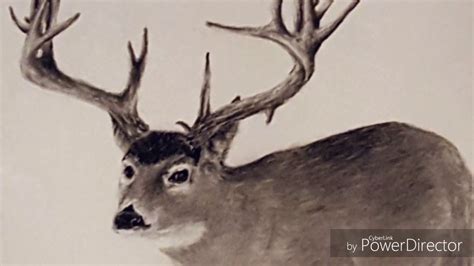 Whitetail Deer Antler Drawing