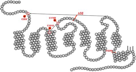 Until recently, understanding the role of ccr5 in supporting the antiviral immune response was ccr5δ32 allele on the response to influenza viruses. Frontiers | CCR5 and HIV Infection, a View from Brussels ...