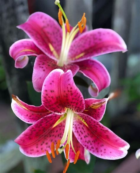 Check spelling or type a new query. Stargazer Lily | Lily Flower | Lily | Flowers Near Me ...