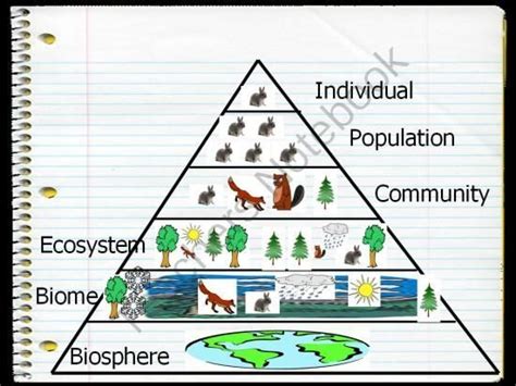 What Is The Difference Between Organism Population Community Ecosystem