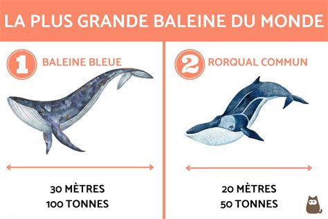 Quelle Est La Plus GRANDE Baleine Du MONDE TOP 5 Avec PHOTOS