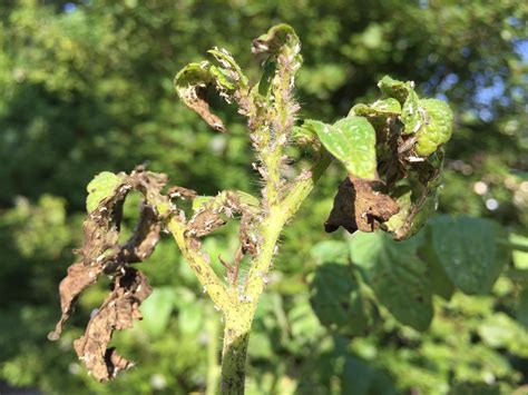 They don't fly or anything just crawl around. Little white bugs are destroying all of my tomato plants ...