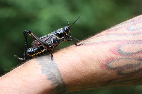 Among its other defensive behaviors and methods. Eastern lubber grasshopper at the Pearl River WMA in ...