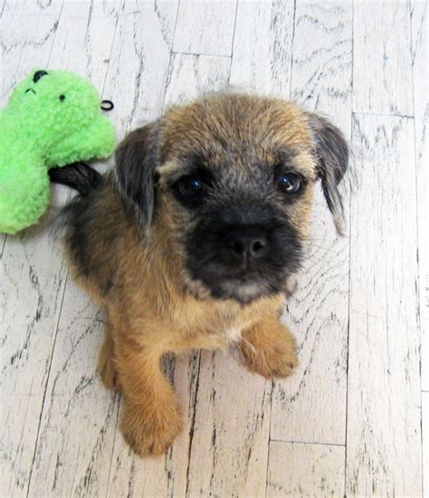 Download in under 30 seconds. My little Jake ... he's all grown up now! | Border Terrier ...